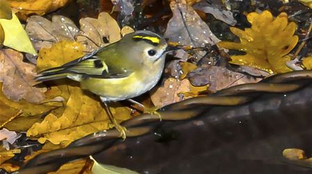 Kleinste vogel van Europa in Bolderberg