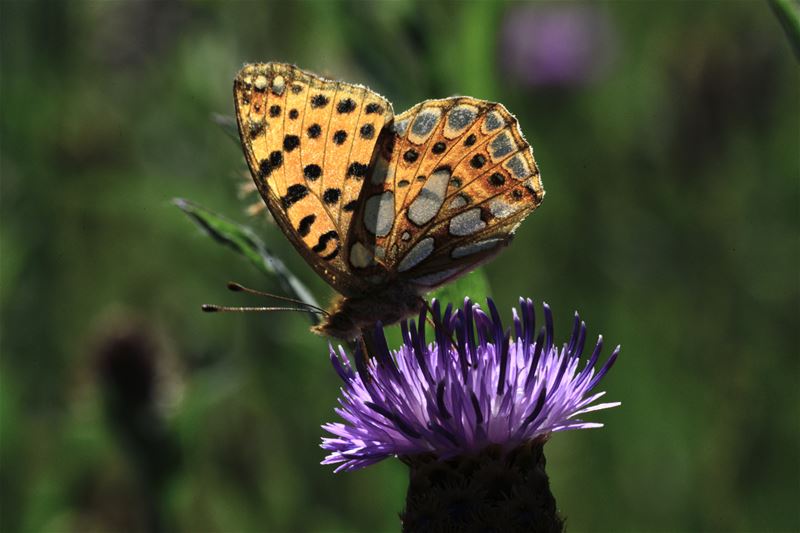Kleurrijke beestenboel in Bolderberg