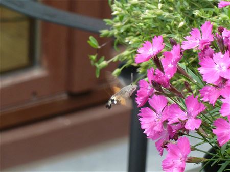 Kolibrievlinder gespot in Heusden (vervolg)