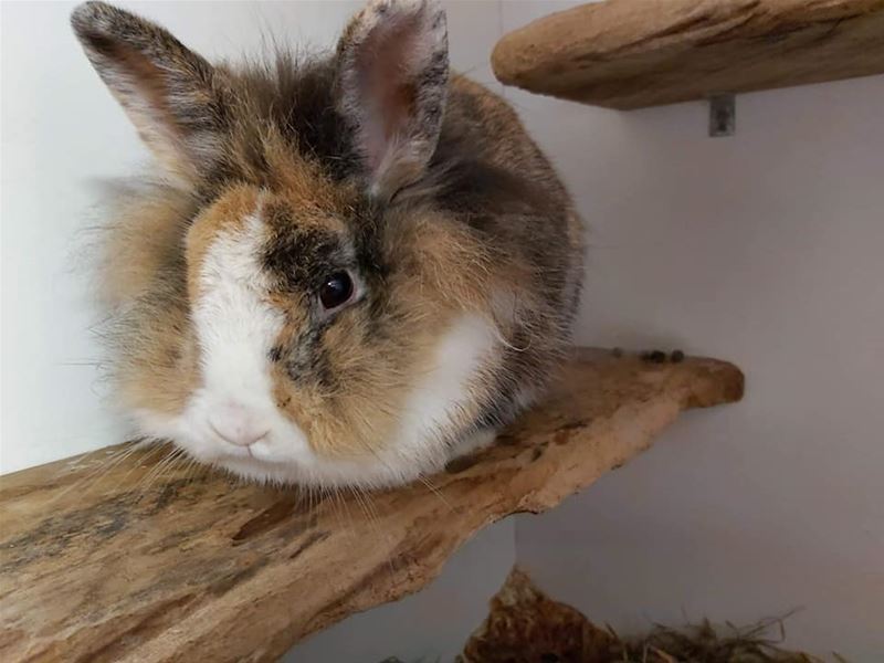 Konijntjes zoeken een nieuwe thuis