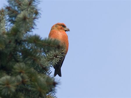 Kruisbekken gespot vanop mijnterril