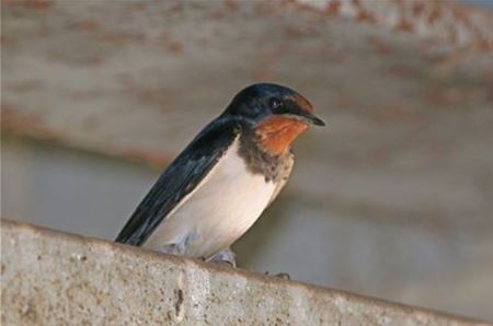 Kunstzwaluwnesten onder de kanaalbruggen