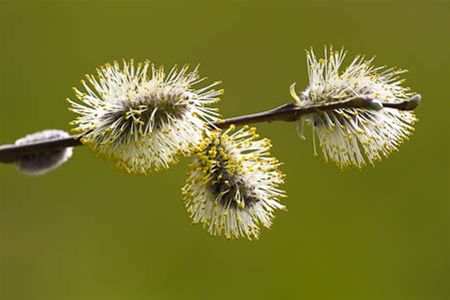 Lentebloeiers (slot)