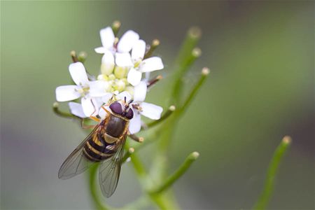Let me tell about the birds and the bees