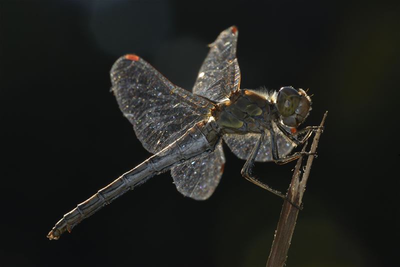 Libellen zijn nog actief