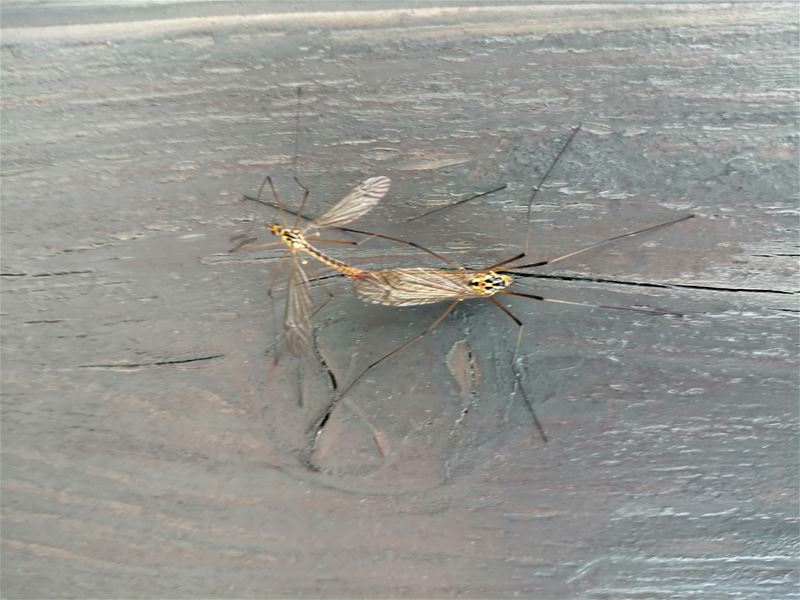 Liefde in tijden van corona