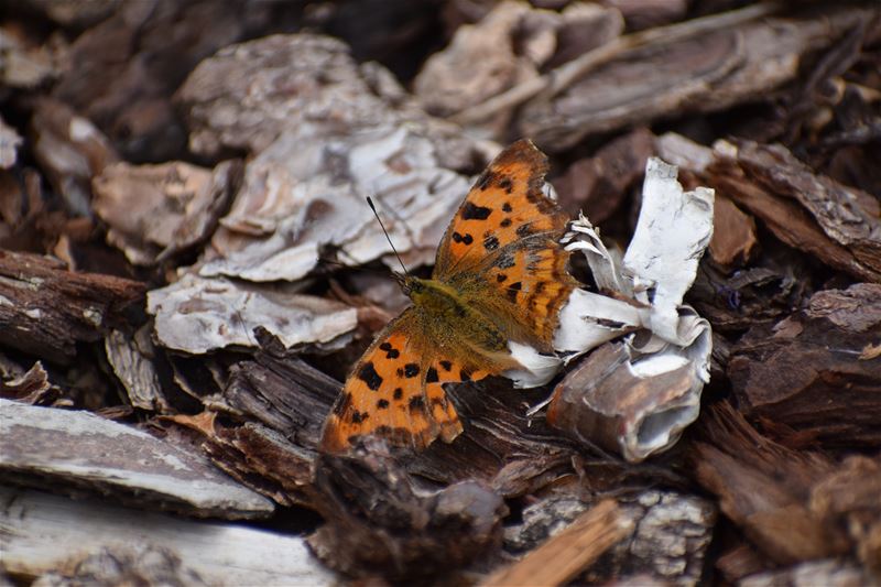 Maak 5 minuten vrij om vlinders te tellen