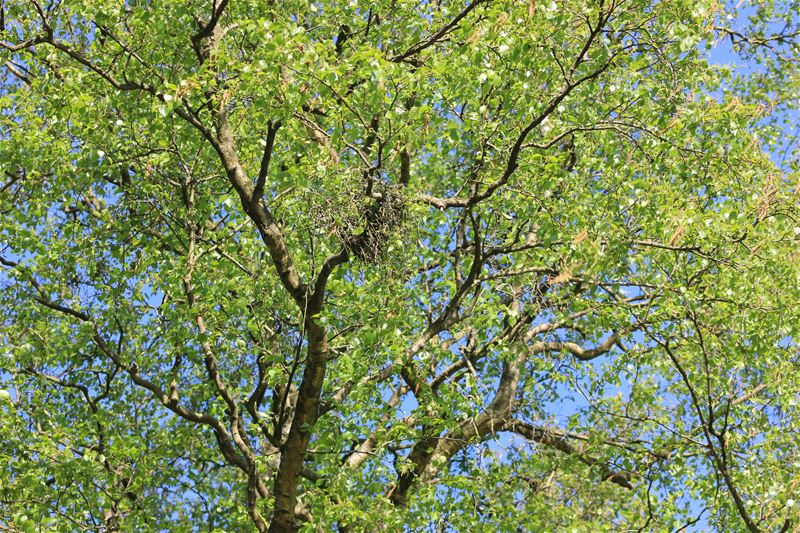 Merkwaardige bomen in de  Mangelbeekvallei