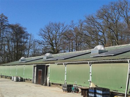 Natuurlijk daglicht voor de biokippen