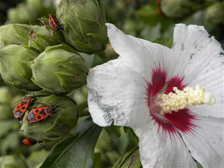 Natuurpareltjes in de eigen tuin