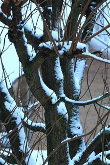 Niet alle bomen zijn geknakt