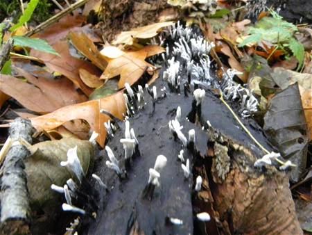 Niet alleen herten dragen een gewei ...