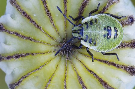 Niet bang zijn voor wantsen