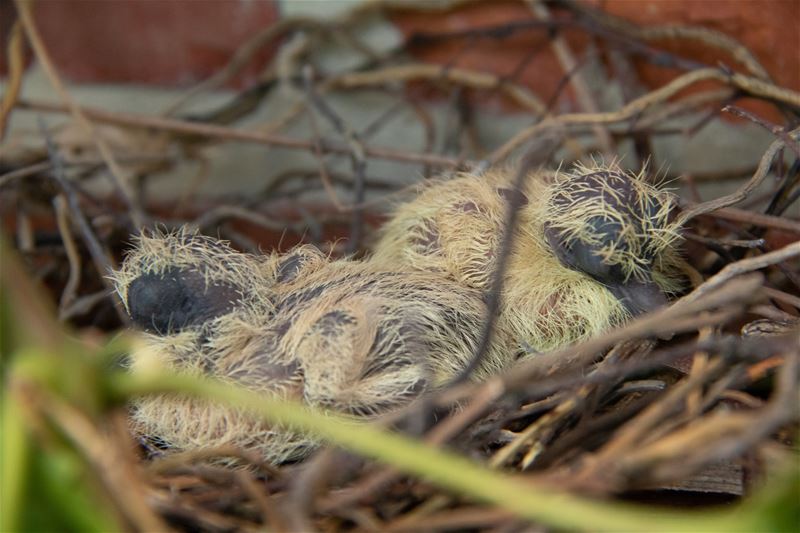 Nieuw leven in de druivelaar