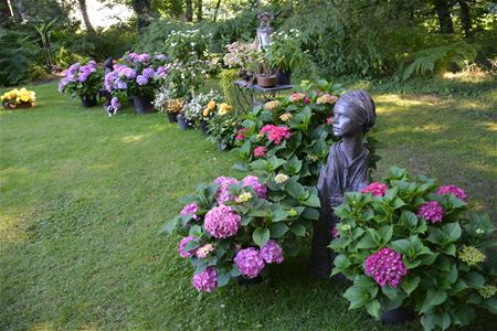 Nog één weekend Fuchsiaflora