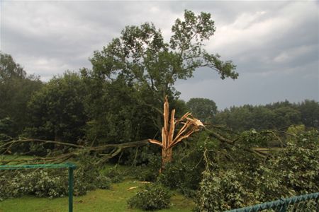 Omgerukte bomen door onweer