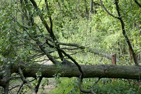 Omgezaagde eiken versperren doorgang