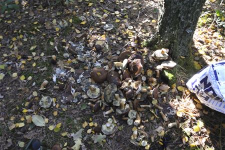 Onbekenden roven paddenstoelen in Bolderberg