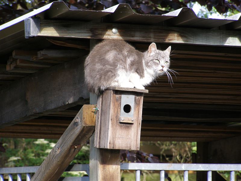 Ongewenst bezoek bij de familie mees
