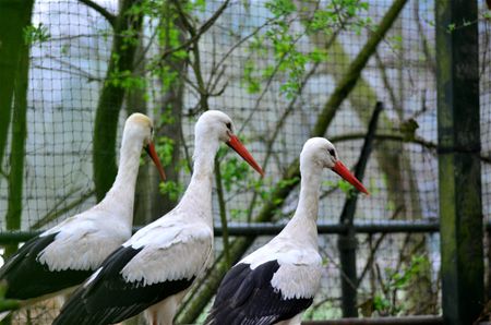 Ooievaars en klapekster vrijgelaten