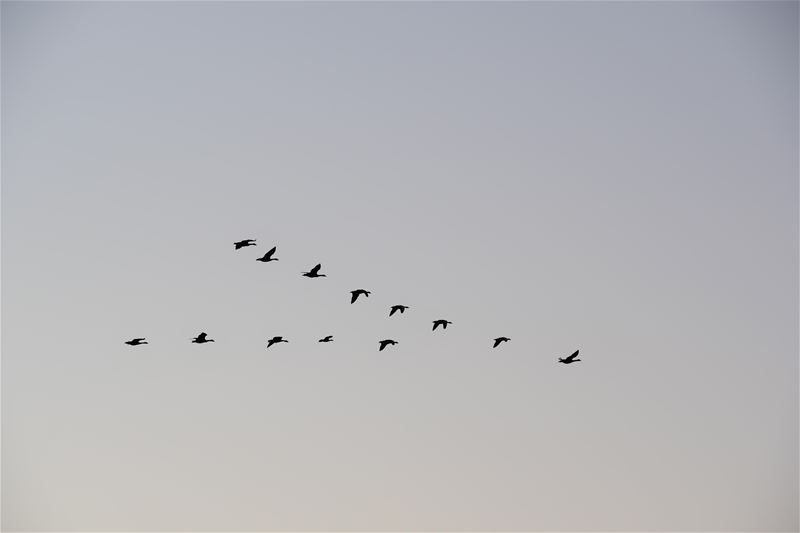 Ook de ganzen zijn onderweg