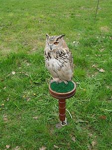 Ook roofvogels en garageverkoop bij Mustang Fever