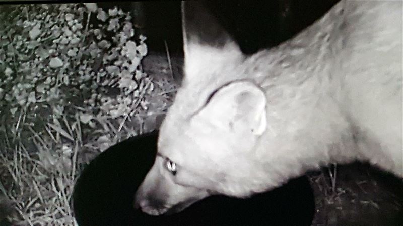 Ook vossen hebben dorst bij dit weer