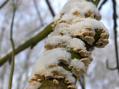 Ook zwammen zoeken gezelschap