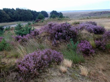 Op de purperen heide ...