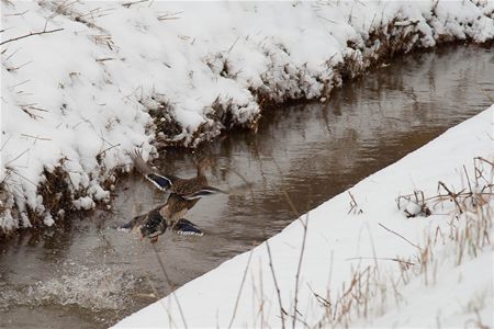 Op wandel van Eversel naar Boekt