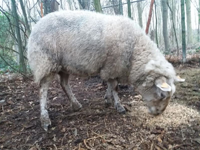Opnieuw 40 dieren in beslag genomen