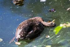 Opvangcentrum heeft handen vol door droogte
