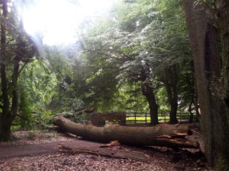 Oude eik begeeft het aan de Kluis