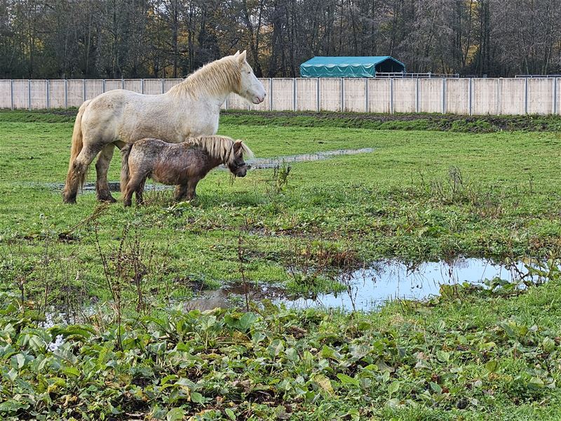 Paard en pony waren weeral uitgebroken