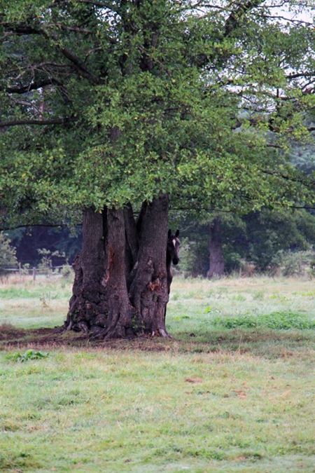 Paarden hebben ook hun gevoelens