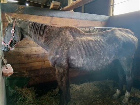 Paardenpesters gaan vrijwilligerswerk in VZOC doen
