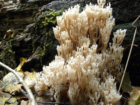 Paddenstoelen groot en klein (10)