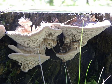 Paddenstoelen groot en klein (11)