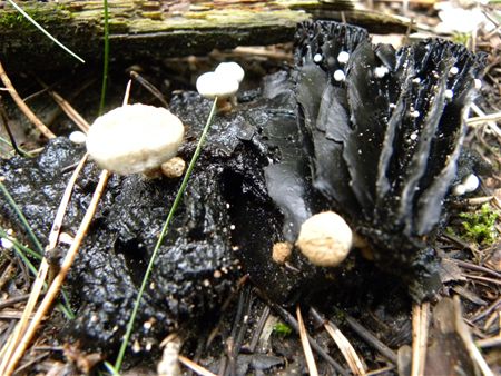 Paddenstoelen groot en klein (12)