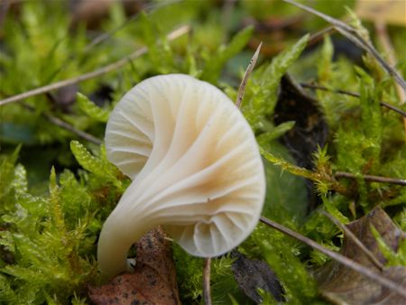 Paddenstoelen groot en klein (16)