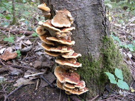 Paddenstoelen groot en klein (19)