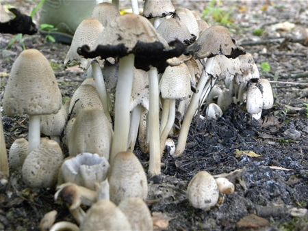 Paddenstoelen groot en klein (2)