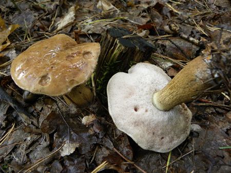 Paddenstoelen groot en klein (4)