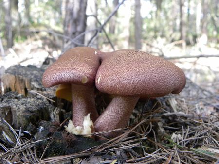 Paddenstoelen groot en klein (5)