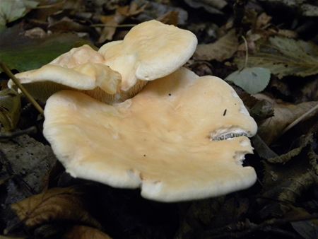 Paddenstoelen groot en klein (7)