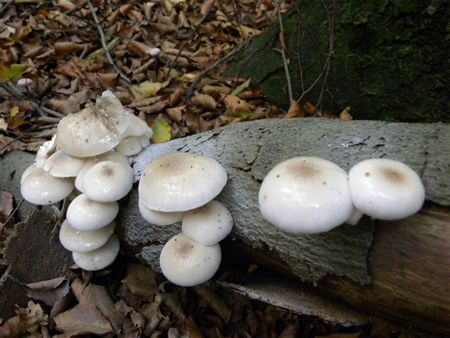 Paddenstoelen groot en klein (8)