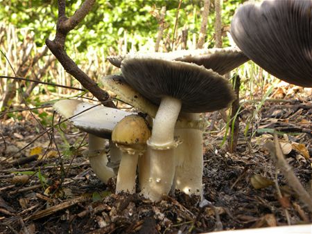 Paddenstoelen groot en klein (9)