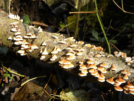 Paddenstoelen groot en klein (slot)