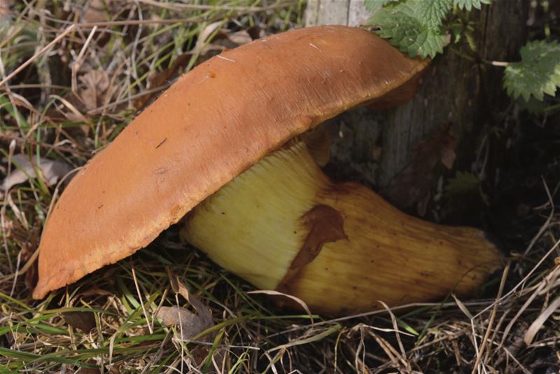 Paddenstoelen in de aanloop naar de winter