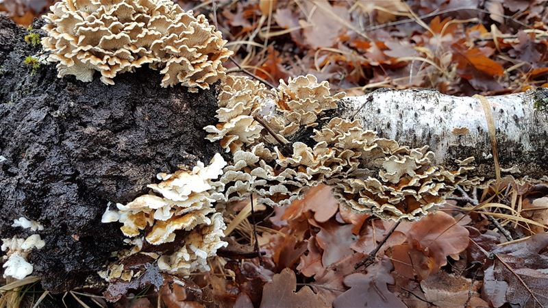 Paddenstoelen weten niet van wijken